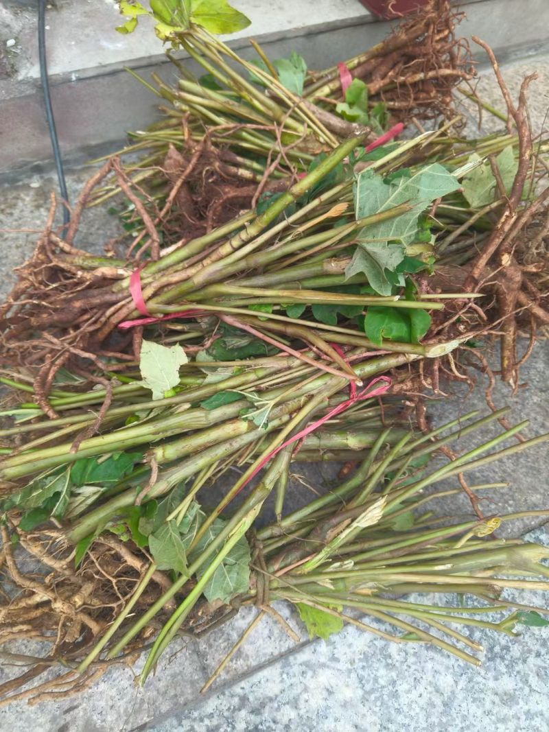 大通草苗