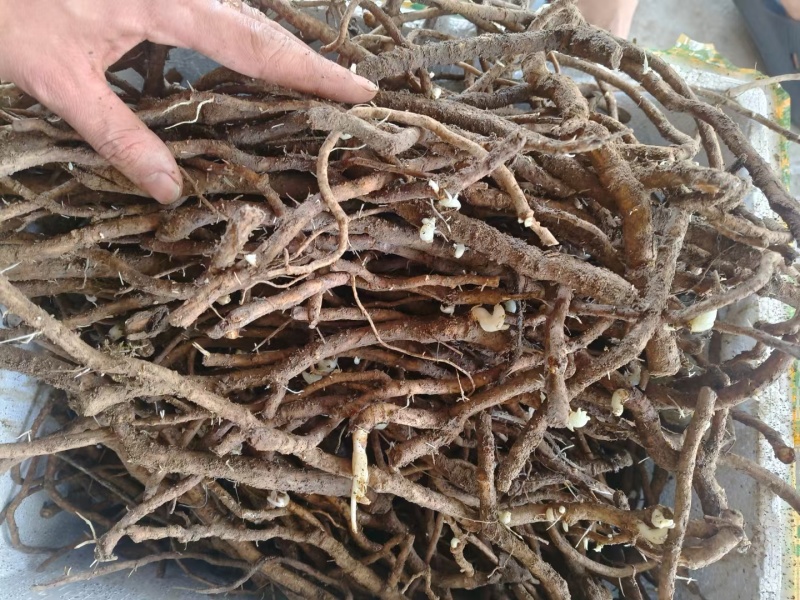 大通草苗