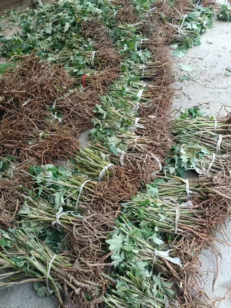 大通草苗