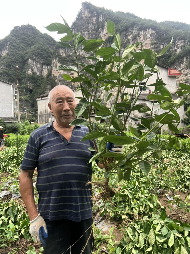 长阳大叶水栀子扦插苗、杯苗，源头基地，现挖现发