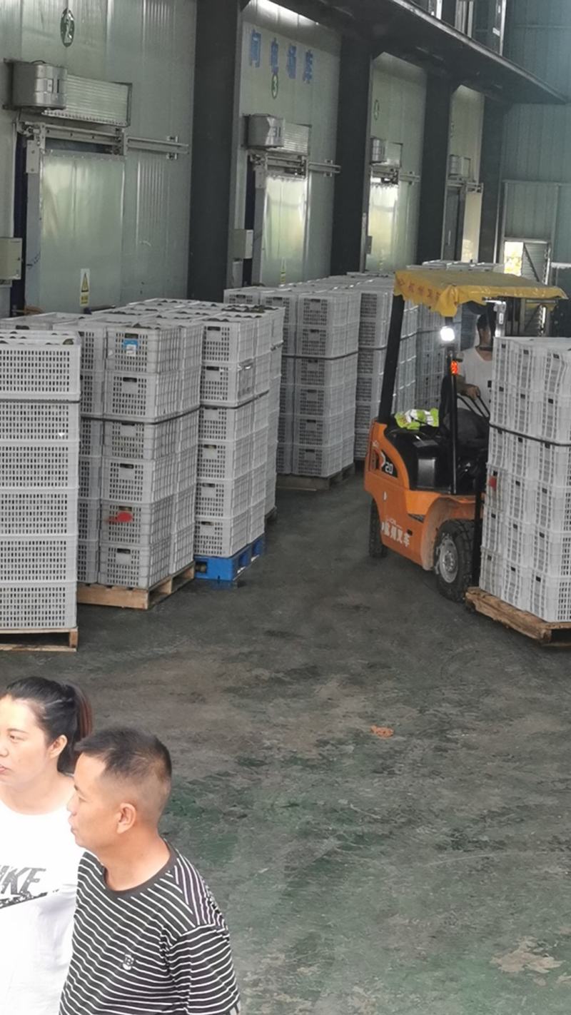 六盘水红心猕猴桃