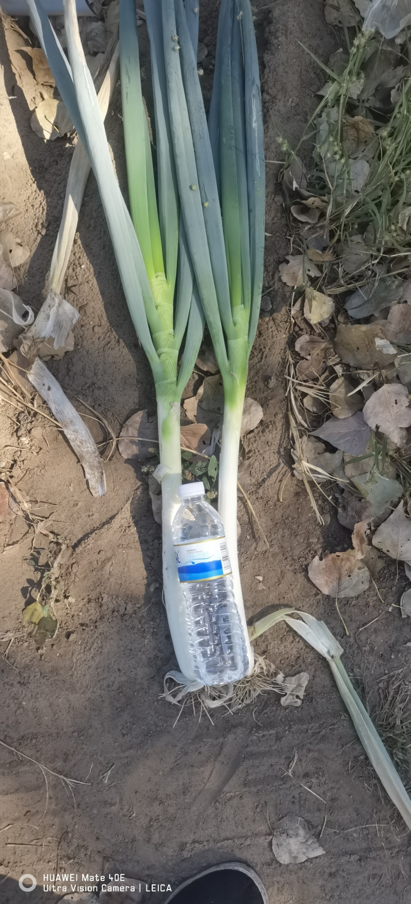精品铁杆大葱品质高价格优惠种植基地直发