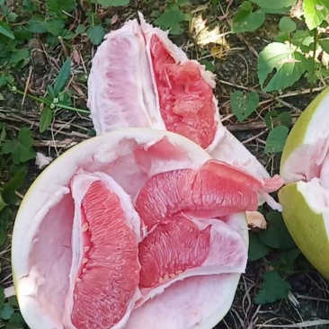 福建三红柚精品红柚果肉香甜汁水饱满
