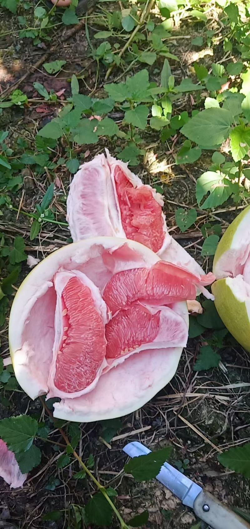 福建三红柚精品红柚果肉香甜汁水饱满