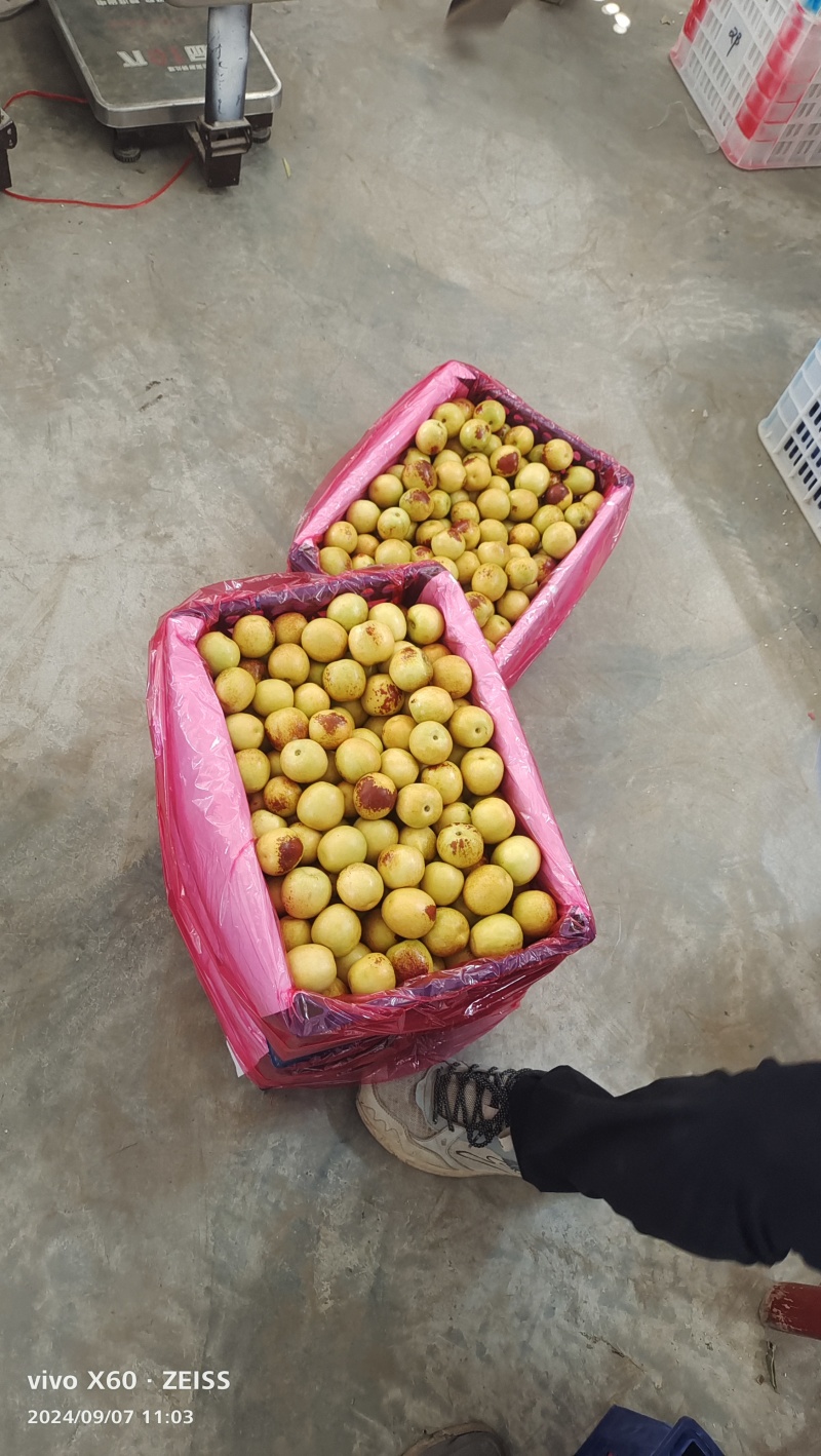 自家冬枣，口感好，自己果园，现摘现发
