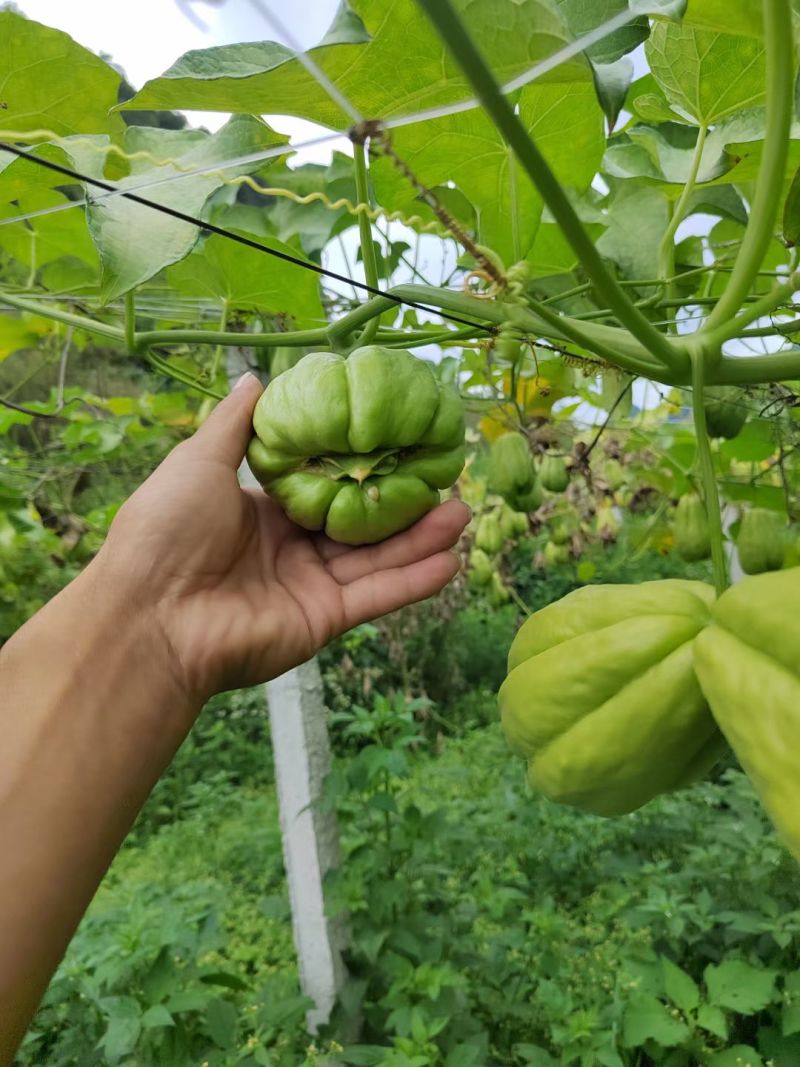 佛手瓜瓜种大量供应，欢迎采购
