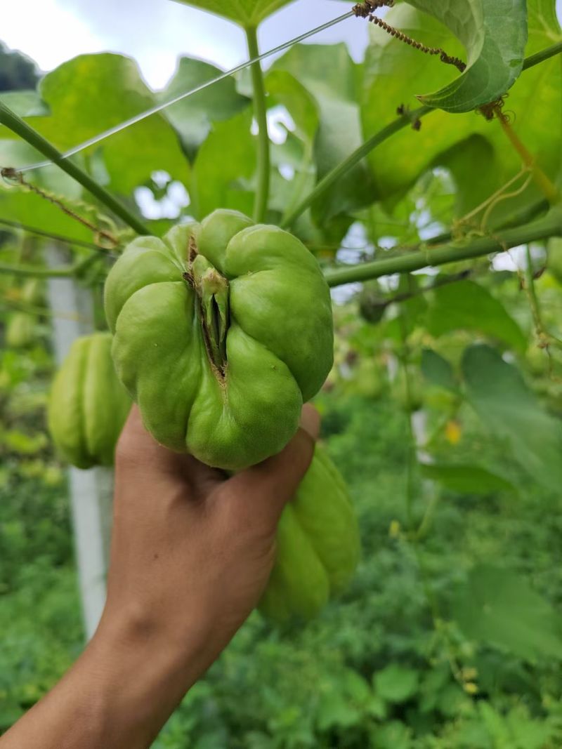 佛手瓜瓜种大量供应，欢迎采购