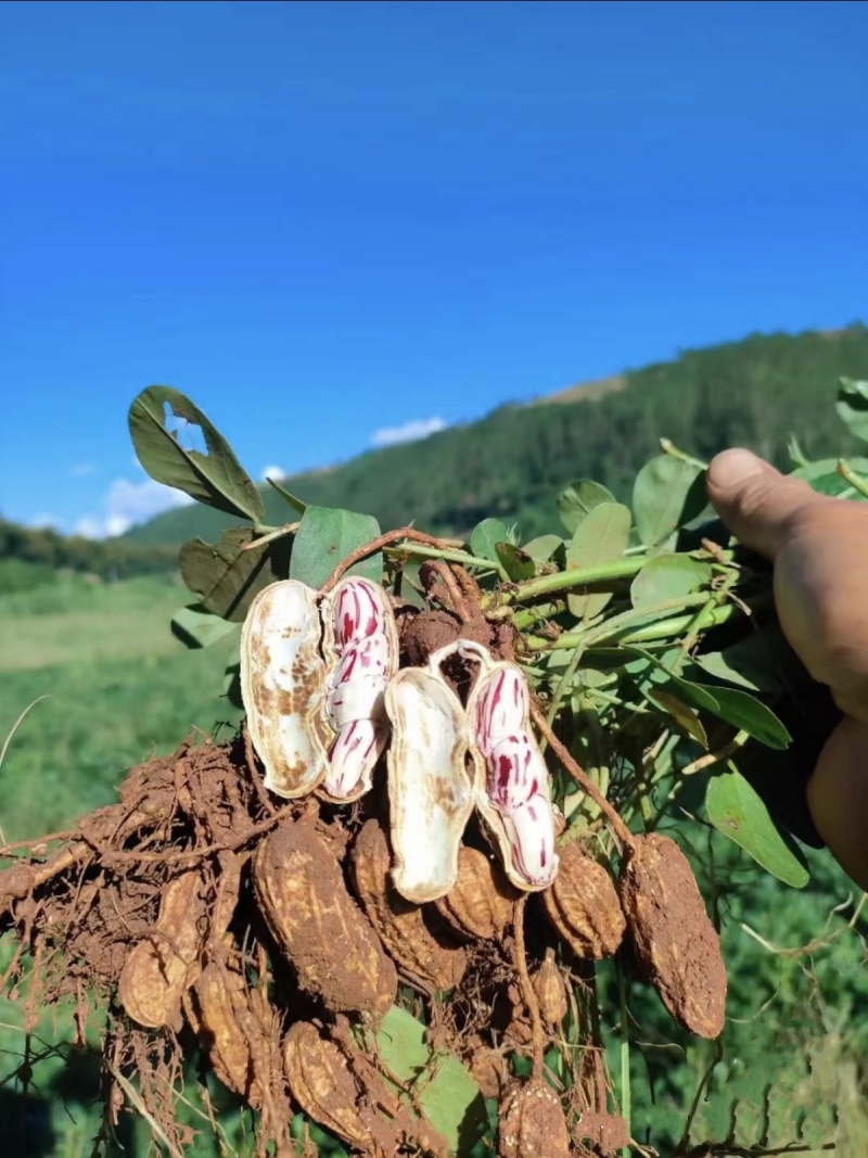 新鲜花生红皮花生七彩花生云南花生大量上市