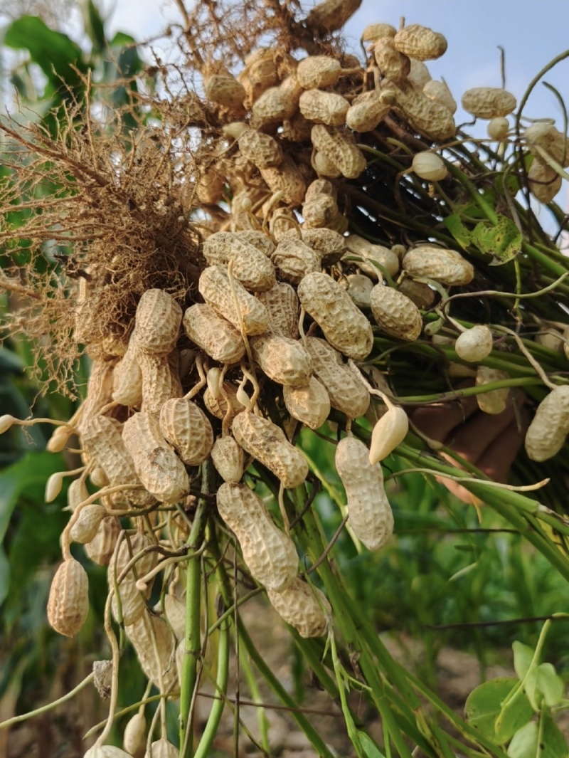 新鲜花生红皮花生七彩花生云南花生大量上市