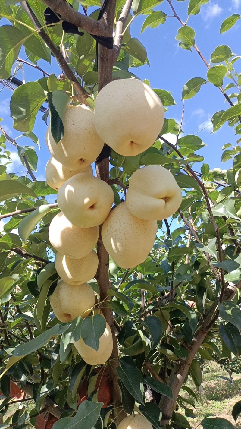 梨，山农酥