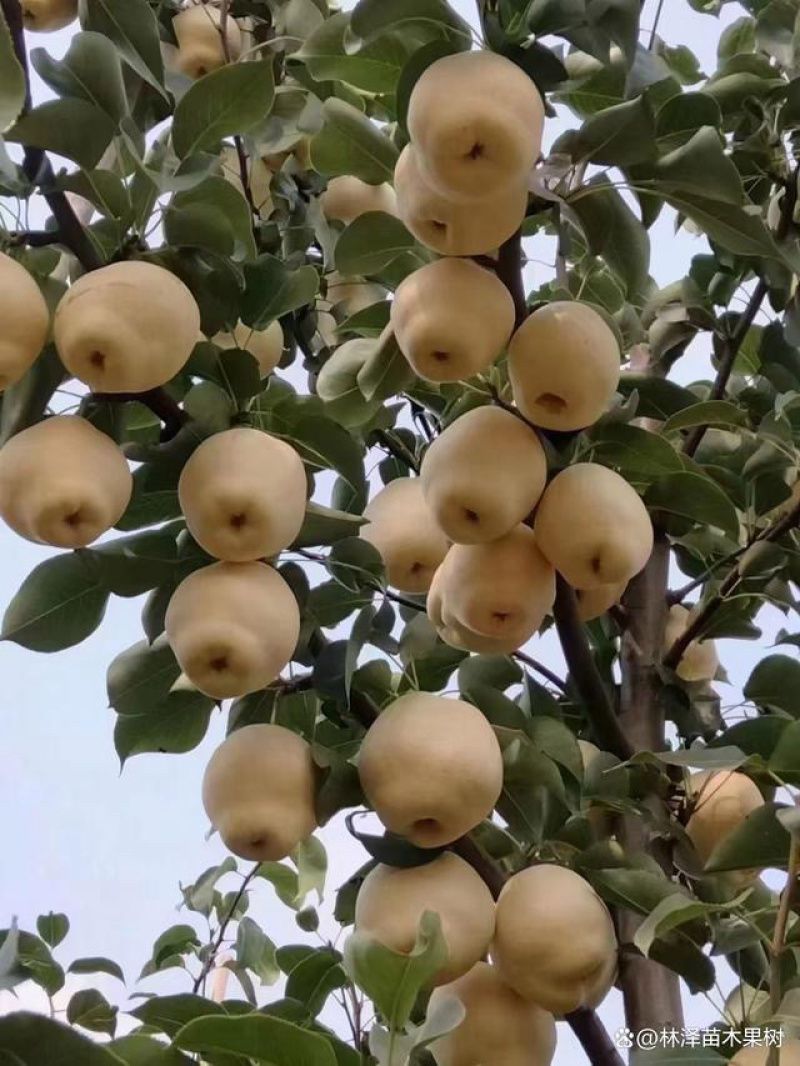 梨，山农酥
