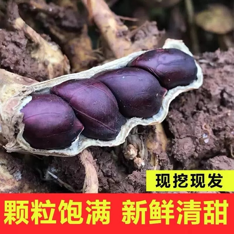 黑花生