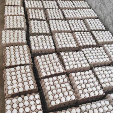 精品白鸡蛋基地大量有货/山东巨野白蛋产地直发对接全国