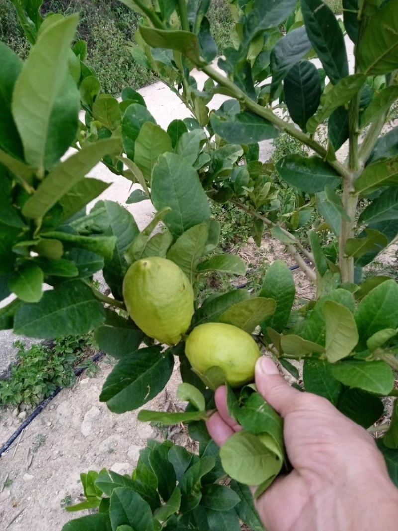 柠檬青柠檬福建柠檬大量上市，现摘现发，支持视频看货