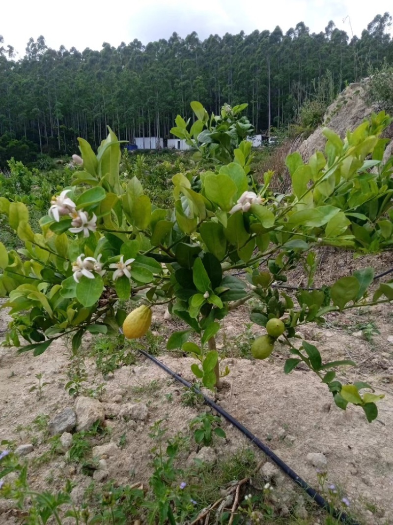 柠檬青柠檬福建柠檬大量上市，现摘现发，支持视频看货