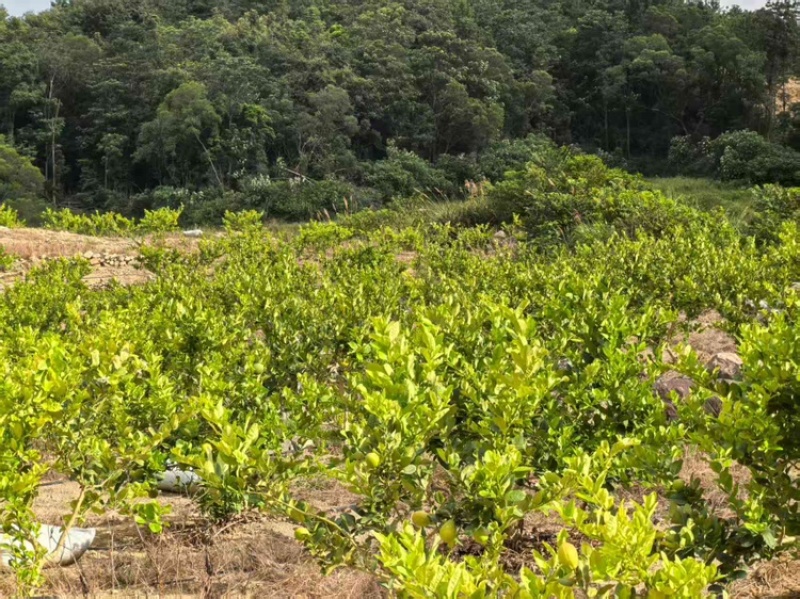 柠檬青柠檬福建柠檬大量上市，现摘现发，支持视频看货