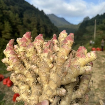 【精品】小黄姜物美价廉品质保证可视频看货全国可发