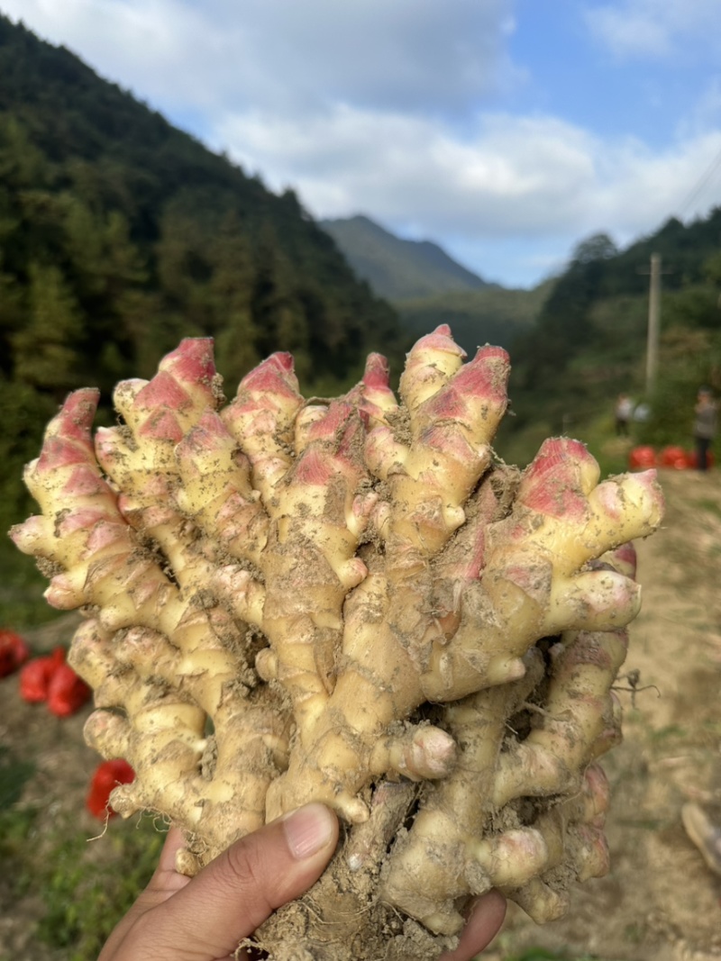 【精品】小黄姜物美价廉品质保证可视频看货全国可发