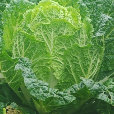 大白菜