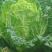 大白菜
