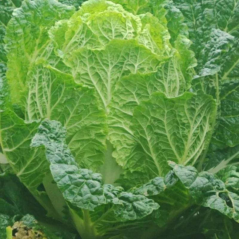 大白菜