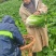 大白菜