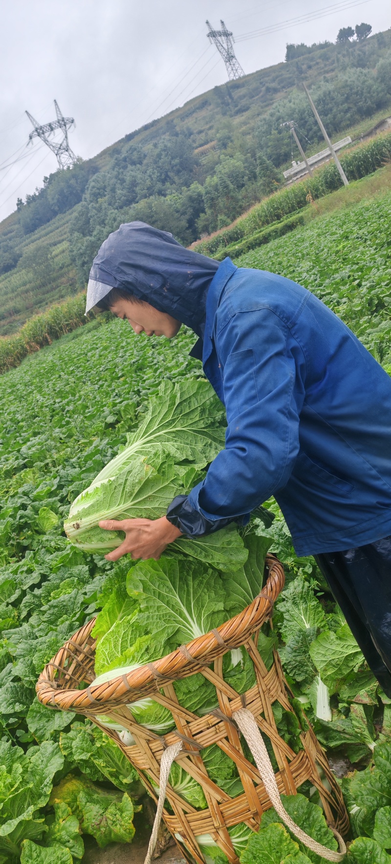 大白菜