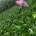 大白菜