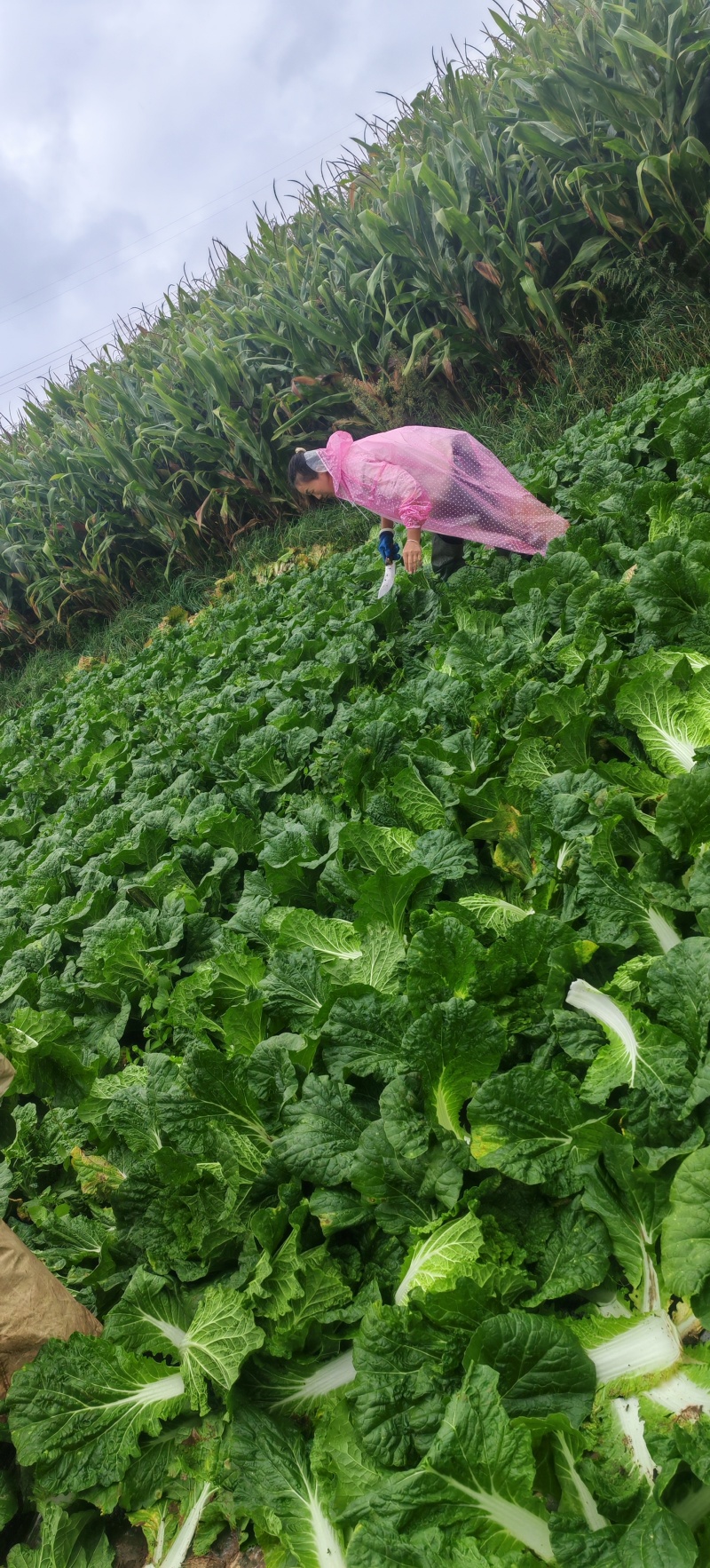 大白菜