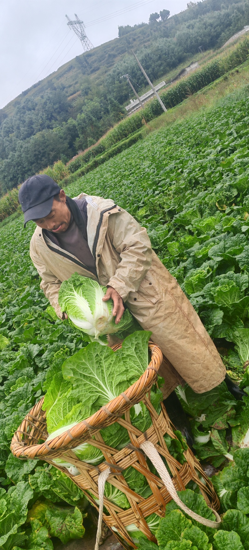 大白菜