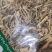 丝瓜藤干货切段丝瓜藤中药材！欢迎选购！