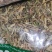 丝瓜藤干货切段丝瓜藤中药材！欢迎选购！