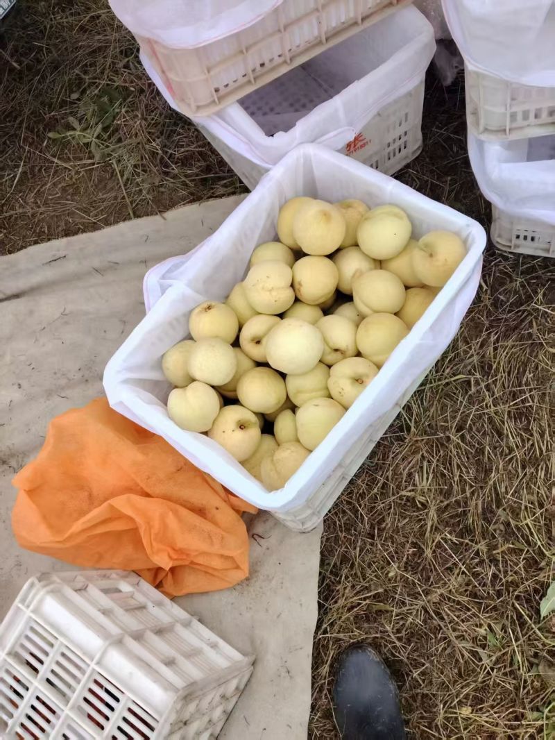 湖北冬桃金秋红蜜映霜红大量供应口感脆甜