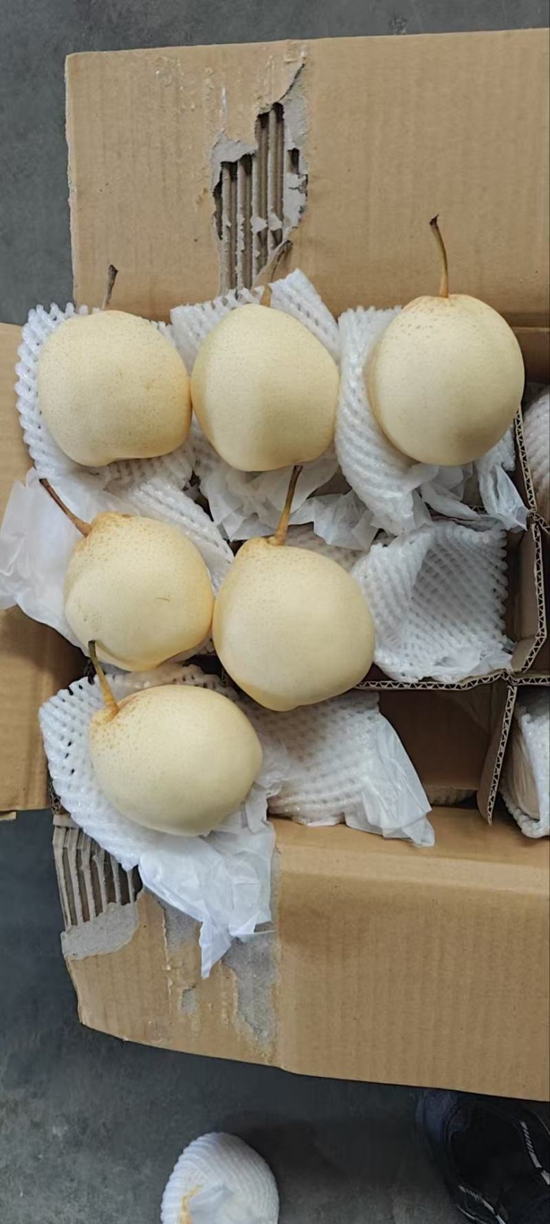 河北赵县水晶鸭梨大量供应冷库发货对接全国市场商超