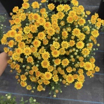 球菊