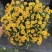 球菊