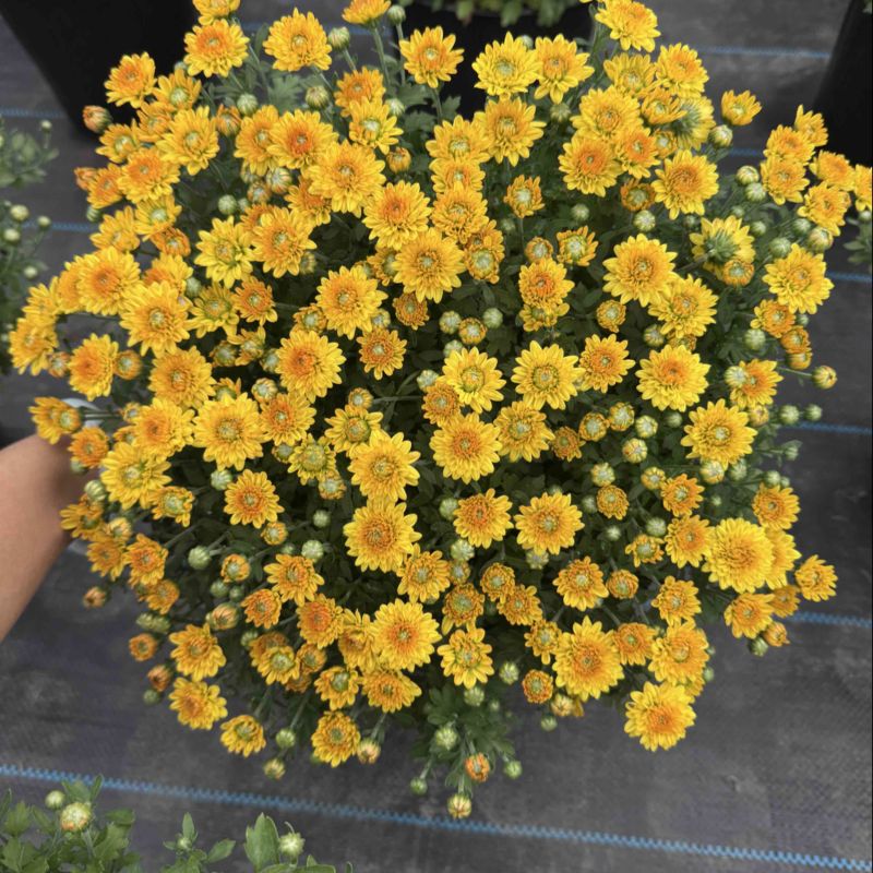 球菊