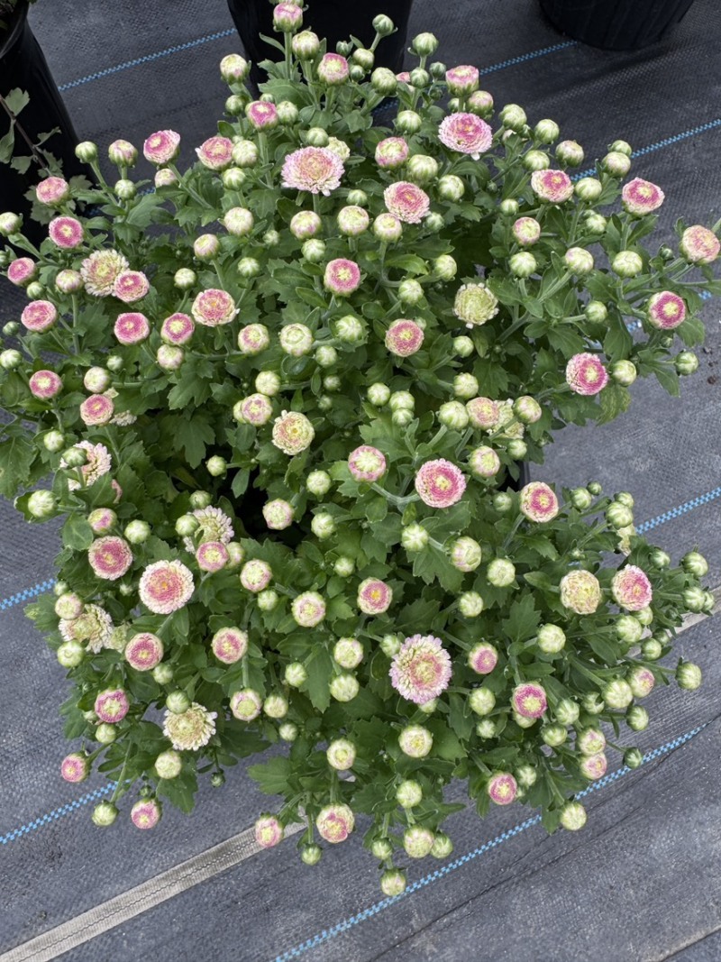 球菊