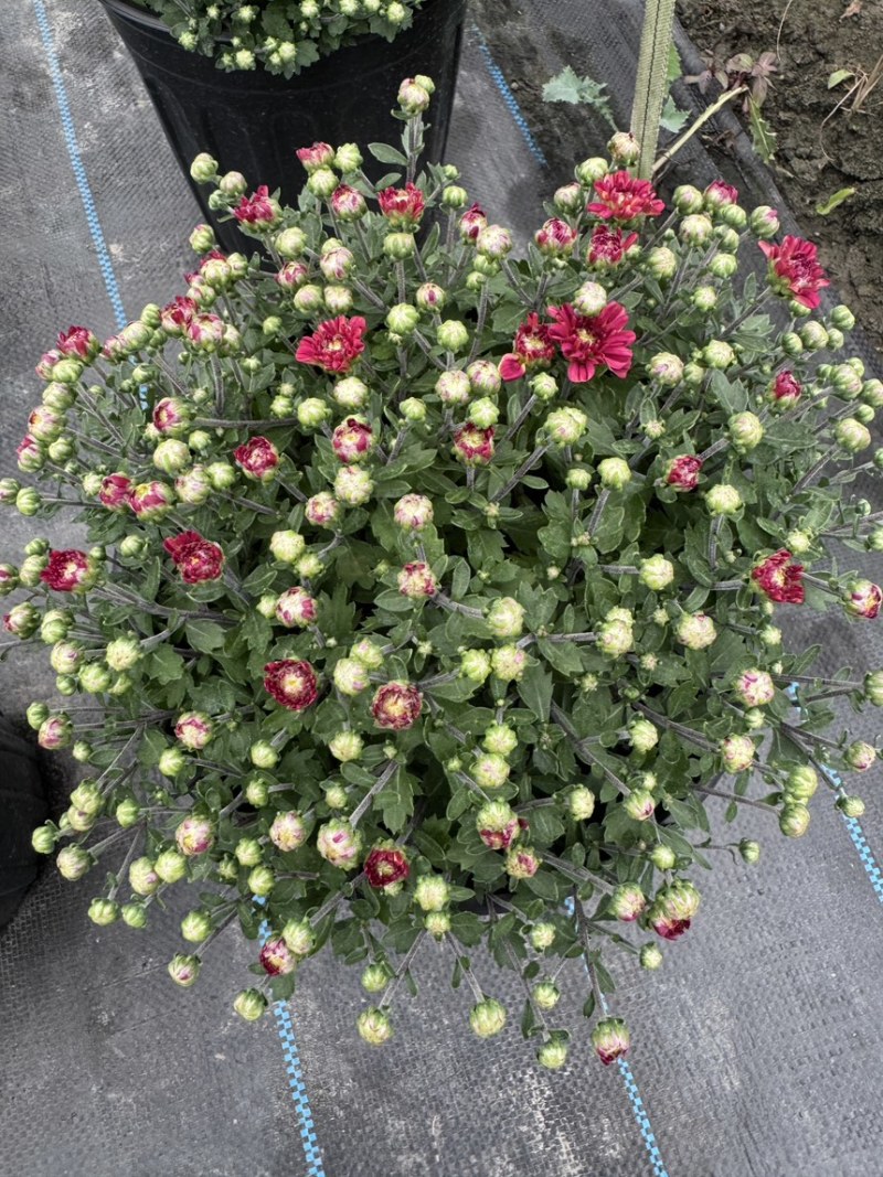 球菊