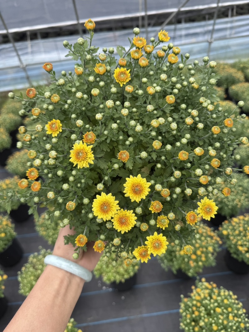 球菊