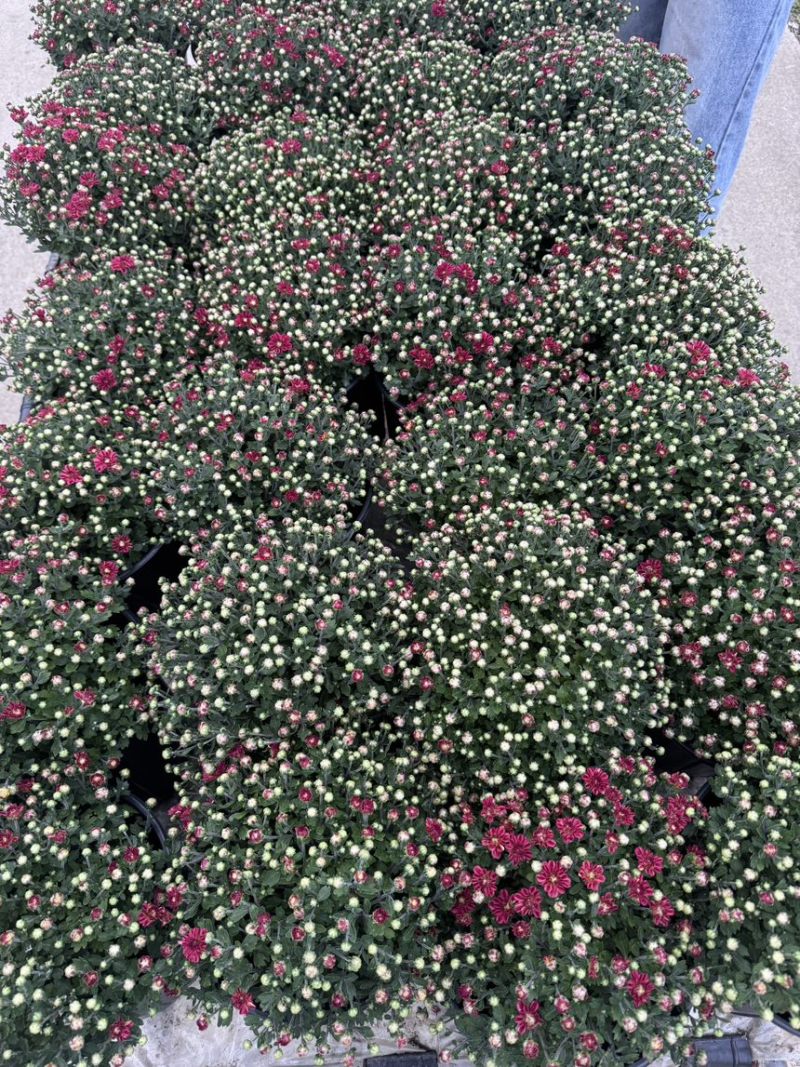 球菊