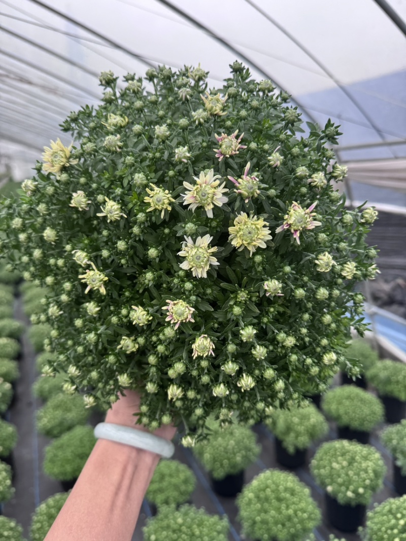 球菊