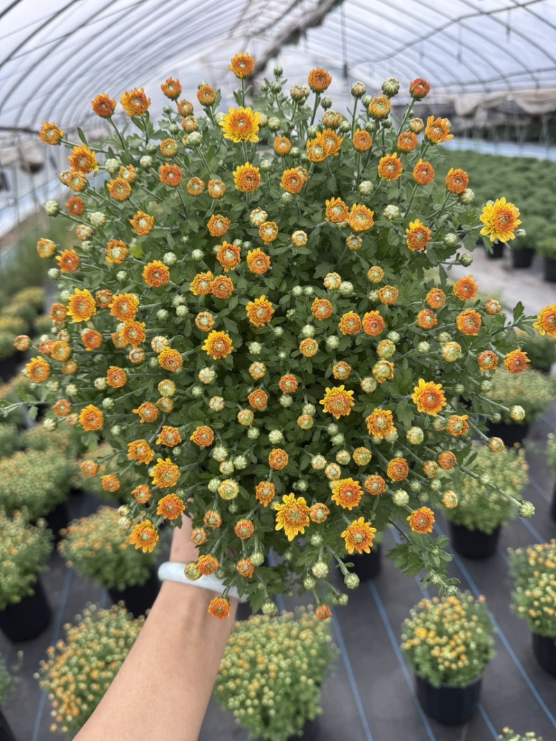 球菊