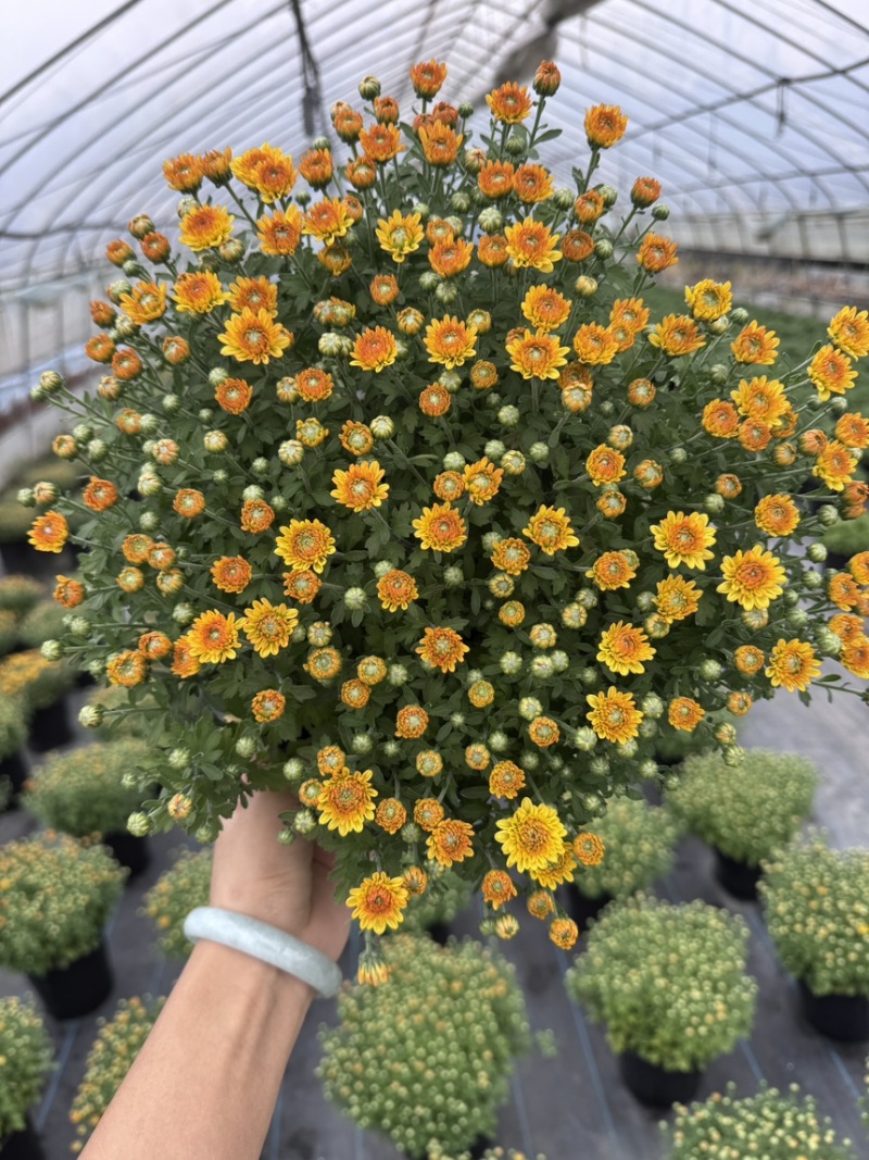 球菊