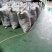 信阳冷库板栗