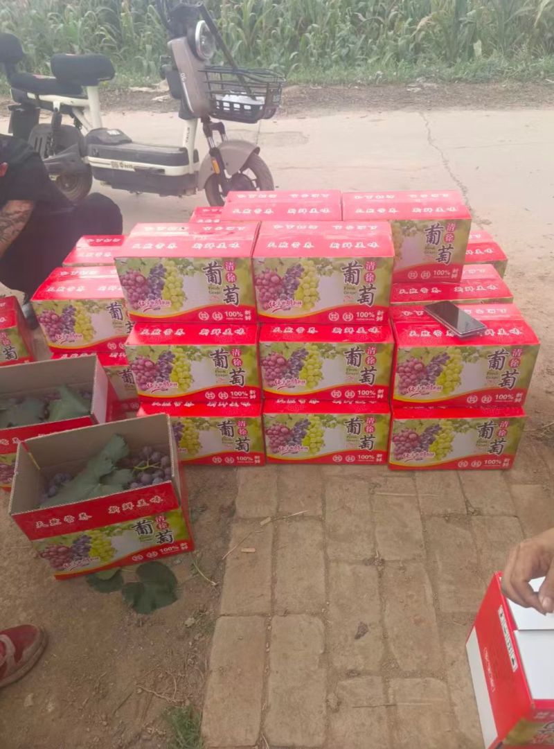 巨峰葡萄地头货现摘