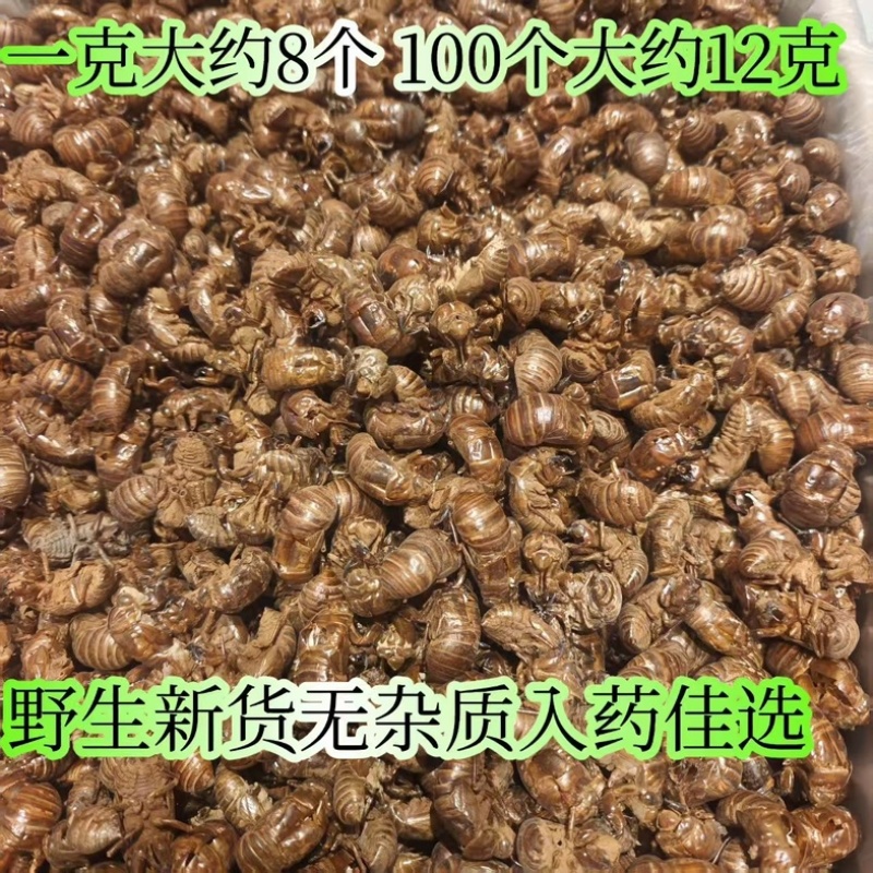 蝉蜕壳中药材今年新货批发零售货真价实冷背中药材大全