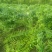 20亩野生移植