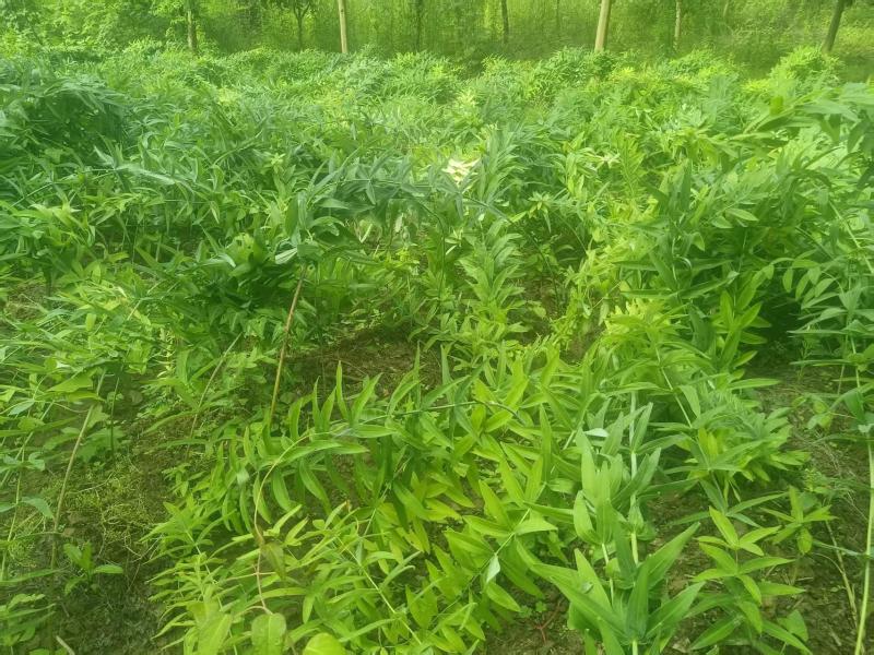 20亩野生移植