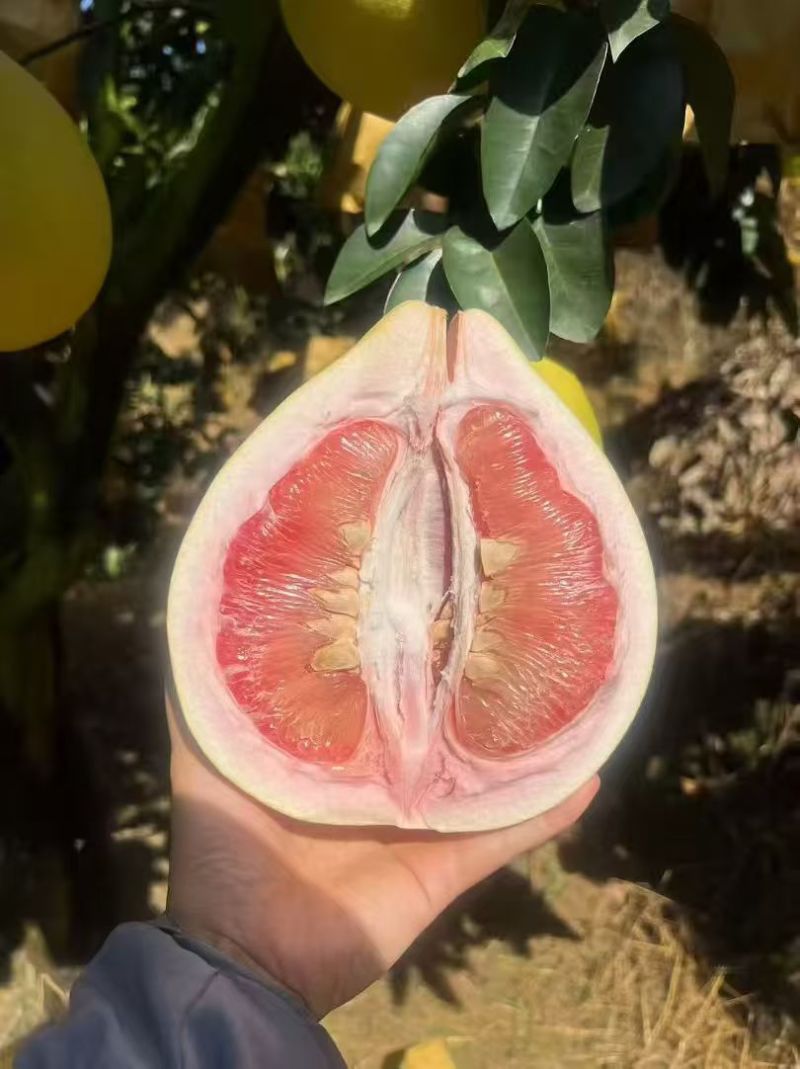代售蜜柚